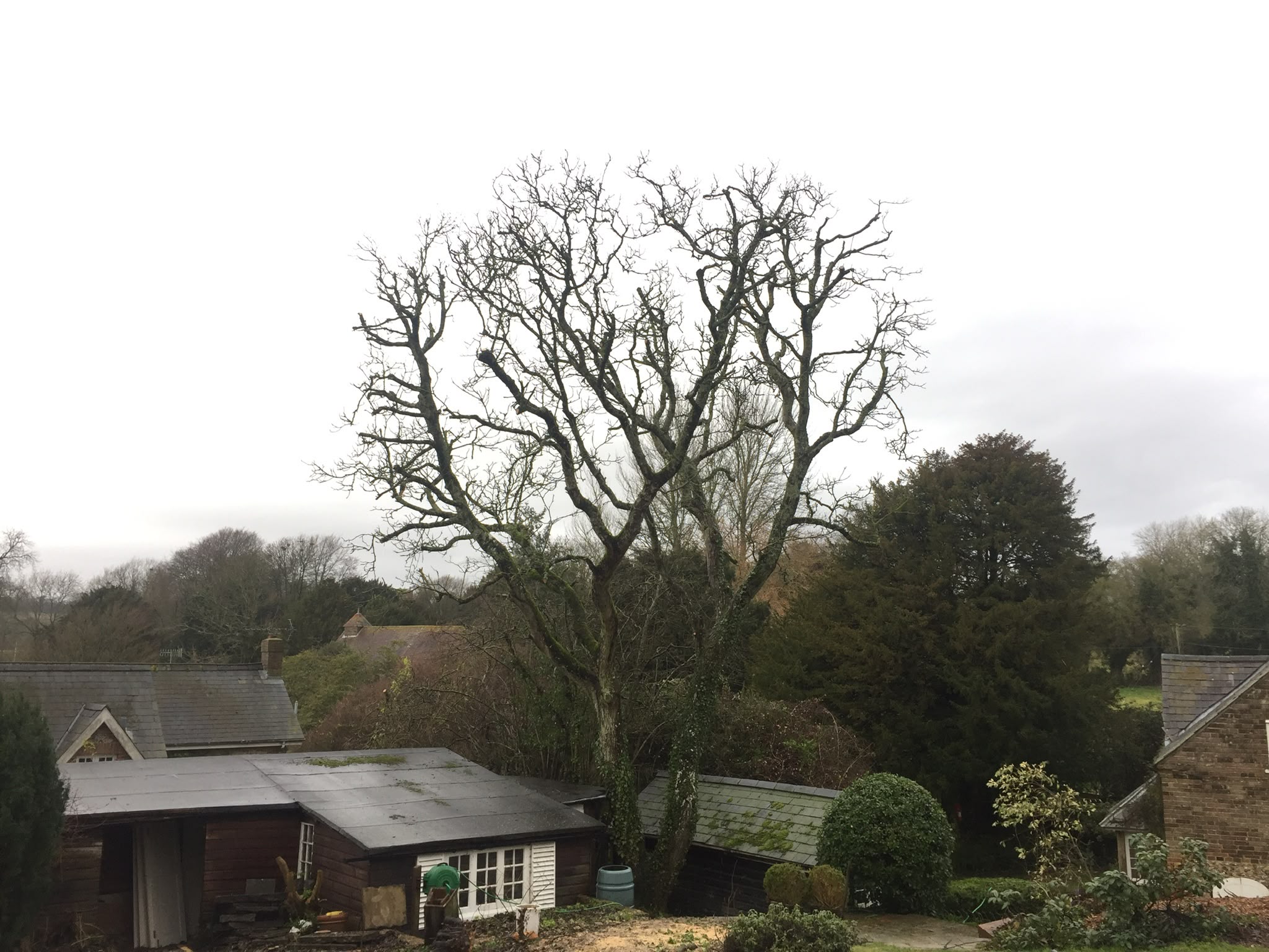 Tree surgeon carrying out felling in West Sussex