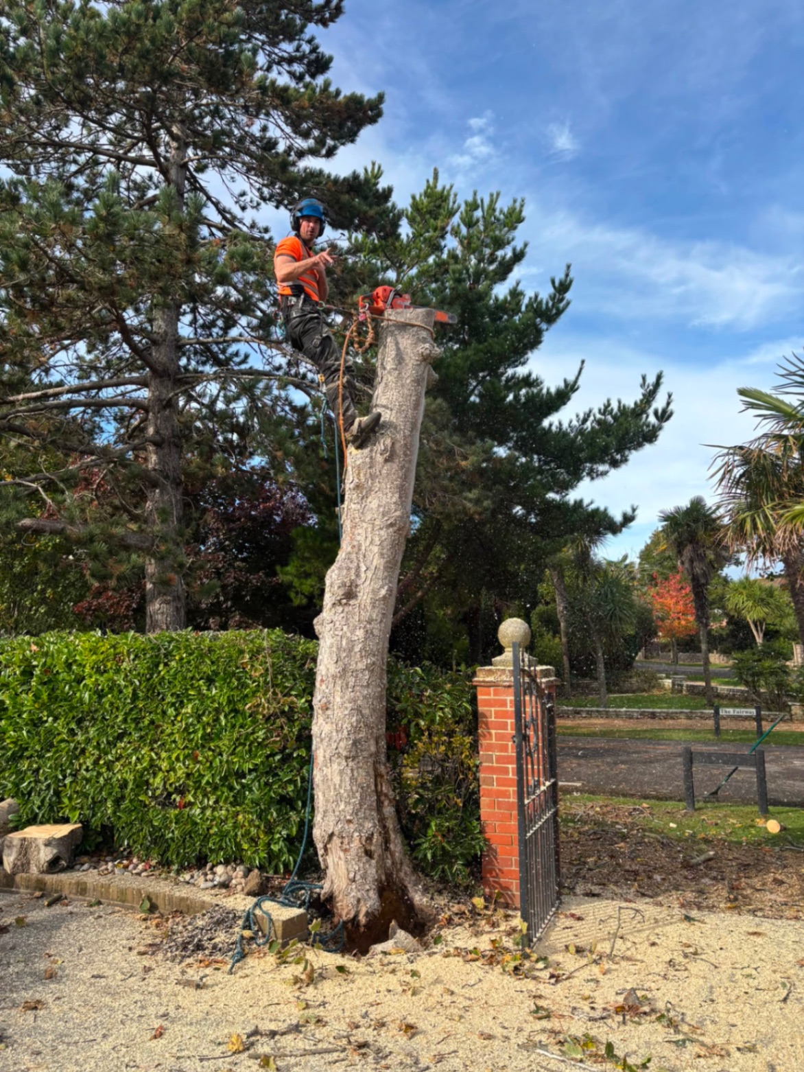 Qualified tree surgeon climbing a tree trunk with a chainsaw in West Sussex